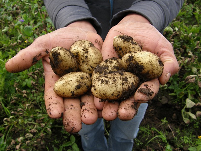 Rehau – Vorreiter im Kartoffelanbau